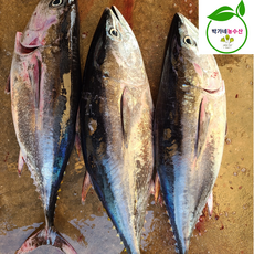 동해안 생물 참다랑어 통참치 참치회, 1개, 생물참치[통1마리]손질전(2.5-4kg)