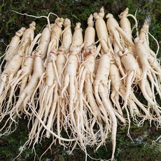 수삼 수삼난발콩3난 (15~21뿌리내외 500g), 1봉, 세척안한삼