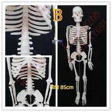 전신 뼈 인체 모델 해부 구조 모형 교육용 교구, B. 85cm뼈+팔다리턱머리이동가능