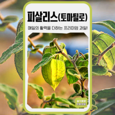 피살리스 씨앗 300립 세계종묘 종자 모종 씨 작물 꽈리 토마틸로 꽃 과일, 1개