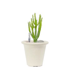 만세 선인장 로드킬 식물 선물 화분, 베이지