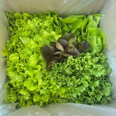 [무농약 GAP] 농장직송 청정 유러피안 샐러드, 1개, 1kg