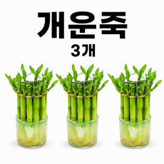 개운죽 10cm 수경재배 미니화분 행운목 실내 인테리어 식물, 3세트