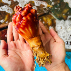 삼시세끼연구소 지금이 가장 달큰한 통영 멍게 활멍게 안깐멍게, 1박스, 1kg