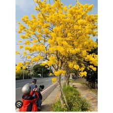 霏霏園藝 黃金風鈴木 庭院裝飾 每株50元, 3棵130元