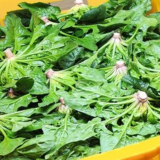 이영석 생산자의 비금도 해풍으로 키운 비금섬초 시금치, 1개, 1kg