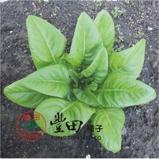 【野菜部屋】B40 鹿舌萵苣種子 50公克 約41250粒, 1包
