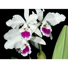 [신라난농원]카틀레야원종.Cat.labiata semi-alba.라비아타 세미알바.예쁜흰색의붉은립프색.꽃모양예쁨.꽃모양큰편.아주좋은향.인기품종.필독뒷사진참고., 1개