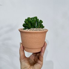 몽글몽글 구름을 닮은 미니화분 구름새 선인장 - 화분 2type, 1개, 코코아 납작토분(받침포함)