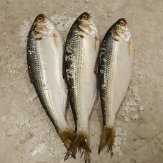 서천어부의 가을 전어 구이용 1kg 내외, 1개