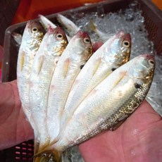 청담농수산 당일조업 남해안 자연산 활 전어, 1개, 세꼬시 500g