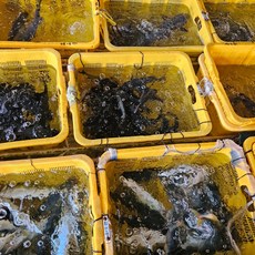 응답하라삼천포수산 제철활어 모듬회 200g 1인분 필렛발송, 1개