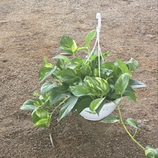 스킨답서스 대품 마블스킨 골드마블스킨답서스 그린식물팜, 1개