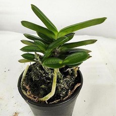 묵은둥이 소엽풍란 (세엽), 1개