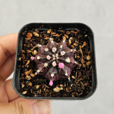 식물만 미니 흑목단 무지개 선인장 키우기쉬운 다육이, 1개