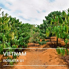 생두대빵 인도네시아 로부스타 G1 생두, 1개, 5kg