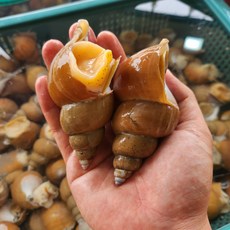 산지직송 생물 백골뱅이 백골뱅이탕 오뎅탕 골뱅이제철 백고동, 1개, 중( 25미 내외 )