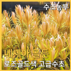 [수초농부] 네세아 골든 (핑크 골드 발색의 고급 수초), 3개