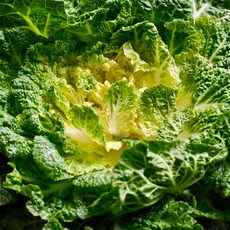 국내산 봄동 비빔밥용 제철 신선 봄동채소 쌈채소 겉절이용, 1개, 5kg