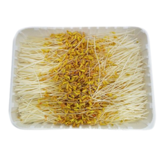 싱싱한 황금메밀순 500g 1팩, 1개