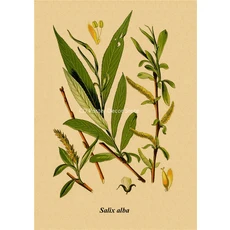 주방 Witchery 포스터 레트로 마녀 양조 크래프트 종이 인쇄 빈티지 홈 룸 바 카페 장식 미적 예술 벽화, 31 31_01 A4  8.3x11.8inch