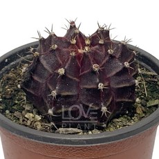 [꽃사랑식물나라] 목단옥 흑목단 비모란 선인장 꽃 종류 다육이 다육 식물 인테리어 소품, 1개