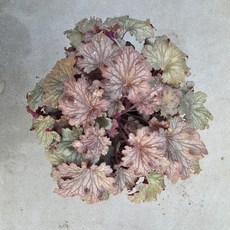 대품 특가할인 휴케라 브라운 / 18cm포트 / 월동식물 / 꽃과정원이야기, 1개