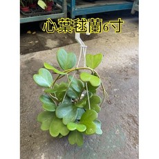 霏霏園藝心葉毬蘭吊飾 懸掛式盆栽 綠色植物 居家裝飾 特價優惠