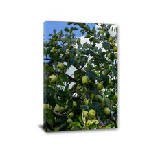 KAVORA 풍수에 좋은 사과 과일 그림 금전운 인테리어 액자 그림 캔버스액자 주방 거실 풍수인테리어, 13