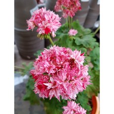 유럽제라늄 리처드호지슨(스텔라) 꺠순이 12cm화분 플랜테리어 관엽식물 꽃모종 사계절피는꽃 제라늄농장/엠제이정원, 1개