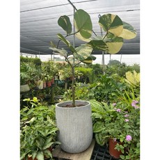 霏霏園藝 葉海葡萄盆栽, 1個
