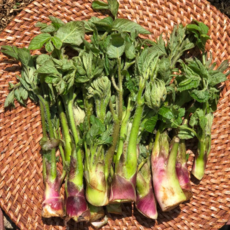 [부자밥상] 국산 땅두릅 남해 섬 독활 노지, 1kg, 1개