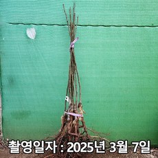 충주원예조경 / 배나무 / 돌배 / 접목1년 / 1등묘, 1개