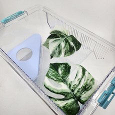 조이클린케이지 대사이즈 3가지색상 파충류 도마뱀 크레스티드게코 사육장, 보라