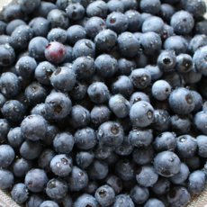 [디어메딕] 프리미엄 칠레산 생 블루베리 1팩 125g, 1개, 대과(18mm)