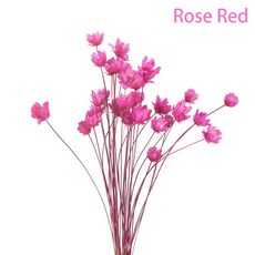 現貨 (一束30支) 巴西小星花迷你花永生花石岩花居家裝飾店面佈置急凍石岩花DIY乾燥花拍攝急凍花, 玫紅色/一束30支