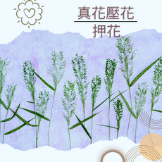 手作押花 壓花 染色彩丁香, 染色早熟禾綠色