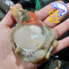 [산지직송]당일손질 탱글탱글하고 쫄깃한 프리미엄 식감의 군산 생물 관자 대짜, 1박스, 대짜 1kg(7알~12알 내외)