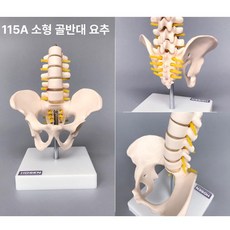 인체 골반 해부학 모형 남녀 근육 뼈 의학 교육용 산부인과 실습 혈관 신경 태아, 115 A 소형 허리 18cm, 1개, 1L