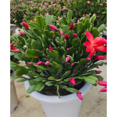 식물교감 대형 빨강 게발선인장 레드 가재발선인장 크리스마스식물, 03_중형플러스 레드게발