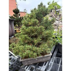 霏霏園藝 日本千壽黑松盆栽, 1個