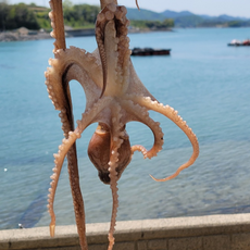 [내일도착] 국내 여수 살아있는 낙지 활낙지 산낙지 뻘낙지 당일조업/당일발송원칙 250g 350 600g, 1세트, 횟감용 산낙지 3미 (600g내외)(대 - 특대)