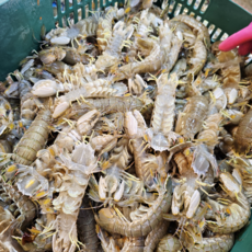 선주직송 서해안 갯가재, 1개, 쏙 1kg (20미 내외)