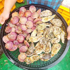 통영 석화 홍가리비 세트, 1세트, 10kg(석화5kg+홍가리비5kg)