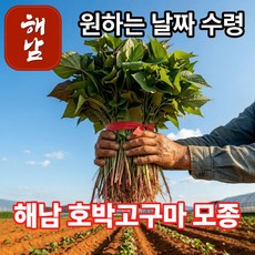 더맛곳간 해남 호박고구마 모종 호풍미 고구마모종 호박고구마순 종근 종순 종자, 1박스, 1kg 황토재배
