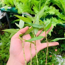 국내 재배 라우람 Rau Ram 베트남 허브 향신채소 쌀국수용 신선 채소, 1박스, 100g