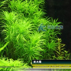 AC草影 新太陽 兩株 南美太陽草 陽性水草 水族造景, 1個