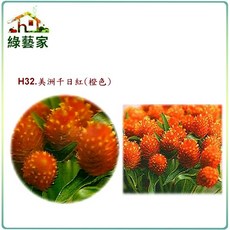 綠藝家 美洲千日紅種子 20顆(橙色)