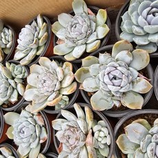 [해뜰다육] 스노우바니 다육식물 선인장, 1개