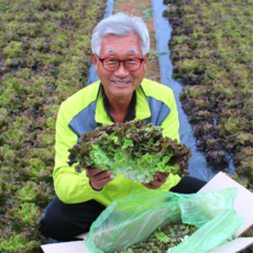 파머슬 친환경 무농약 적상추 산지직송 500g 1kg 4kg